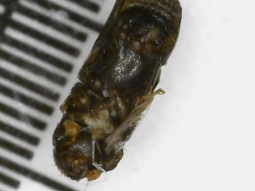 Réf. 304 911 : Scolytinae inconnu