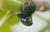 304540 – Photo : Pascal De Bleeckere – France (59)