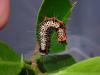 304290 – Photo : DL – Thaïlande