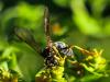 304331 – Photo : Danièle Tixier-Inrep – France (30)
