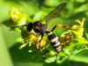304333 – Photo : Danièle Tixier-Inrep – France (30)