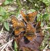 304425 – Photo : Philippe Fourtier – France (38)