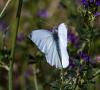304934 – Photo : lguez – France (91)