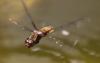 304708 – Photo : oty – France (29)