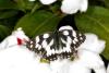 304480 – Photo : Jérémie Lemarié – France (85)