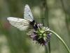 304486 – Photo : D.Mouchené – France (73)