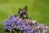 304704 – Photo : Daniel INGREMEAU – France (36)