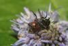 304699 – Photo : Daniel INGREMEAU – France (36)