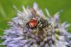 304701 – Photo : Daniel INGREMEAU – France (36)