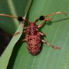 304054 – Photo : DL – Thaïlande