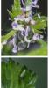 304857 – Photo : Daniel Ventard – France (71)