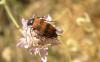 304463 – Photo : Alain Coache – France (04)