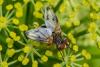 304086 – Photo : Bernard Saquet – Portugal