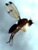304871 – Photo : Bruno RIGHETTI – France (48)