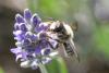 304387 – Photo : Olivier Pouvreau – France (86)
