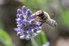 304385 – Photo : Olivier Pouvreau – France (86)