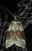 304901 – Photo : Axel Dehalleux – France (89)