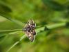 304327 – Photo : Ivan Jaubertie – France (24)