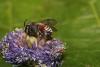 304633 – Photo : Daniel INGREMEAU – France (36)