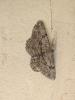 304350 – Photo : Philippe Gilot – France (37)