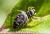 304700 – Photo : Jean-Claude Lablanquie – France (63)