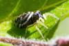 304729 – Photo : Jean-Claude Lablanquie – France (63)