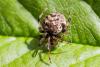 304680 – Photo : Jean-Claude Lablanquie – France (63)