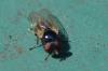 304466 – Photo : Christian Berquer – France (50)