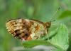 304010 – Photo : Pierre SENGEZ – France (60)