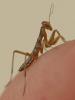 Mantis religiosa