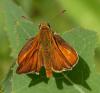 Ochlodes sylvanus
