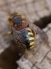 304599 – Photo : BourrinOman – France (83)