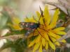 Zygaena sp.