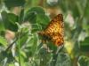 304941 – Photo : BourrinOman – France (05)