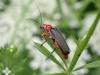 304084 – Photo : Michèle Guinnet – France (69)