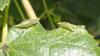 304472 – Photo : Catherine Reymonet-Smitten – France (19)