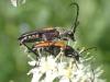 304779 – Photo : Michèle Guinnet – France (01)