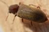 304567 – Photo : Christian Berquer – France (50)