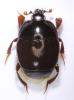Saprinus tenuistrius sparsutus