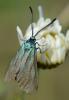 304040 – Photo : Christian Berquer – France (50)