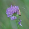 304090 – Photo : Didier GODREAU – France (17)