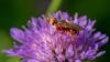 304583 – Photo : dan comte – France (38)