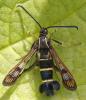 304477 – Photo : Bernard Mallet – France (95)