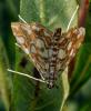 304861 – Photo : Cédric Mondy – France (56)