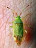 304770 – Photo : Cédric Mondy – France (77)