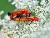 304455 – Photo : Cédric Mondy – France (94)