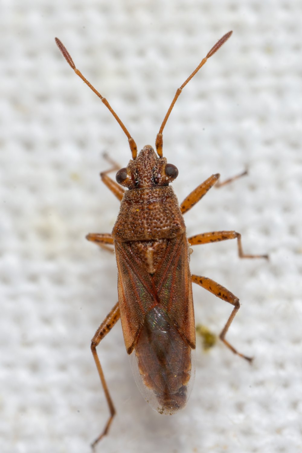 André Burgers - Nysius helveticus - réf. 304268 (1000 x 1500 pixels, 132 ko)