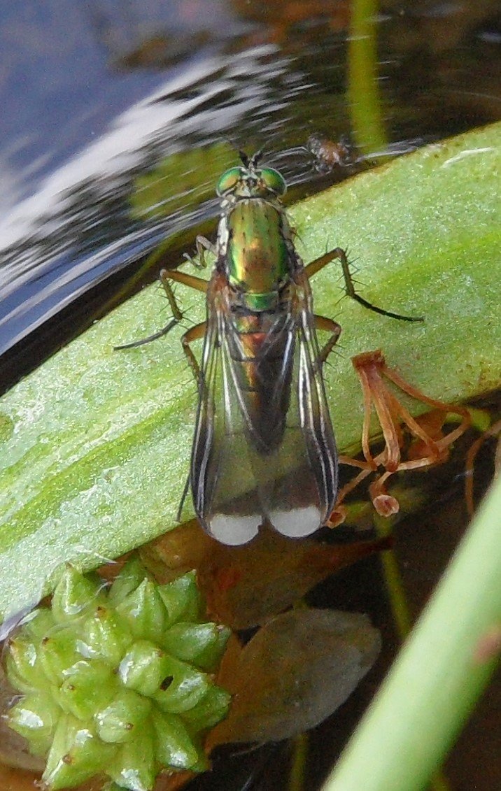 Éric Maurice - Poecilobothrus nobilitatus - réf. 304961 (716 x 1131 pixels, 195 ko)