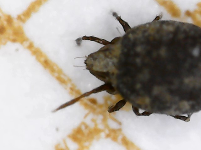 Maelan51 - Xenillus tegeocranus - réf. 304648 (640 x 480 pixels, 39 ko)