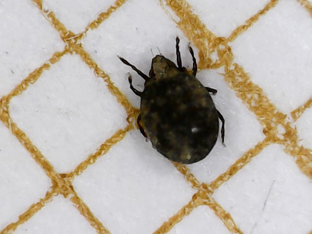 Maelan51 - Xenillus tegeocranus - réf. 304646 (640 x 480 pixels, 59 ko)
